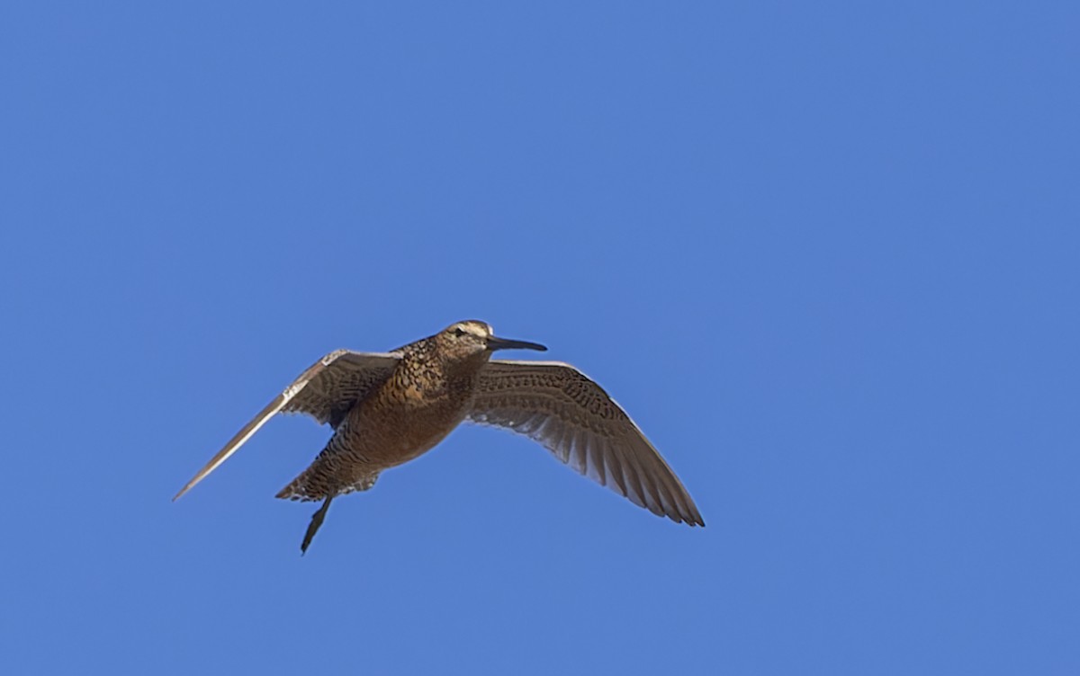 Long-billed Dowitcher - ML620975580