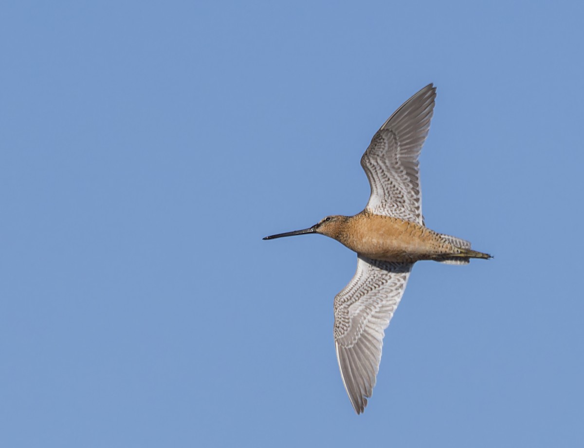 Long-billed Dowitcher - ML620975581