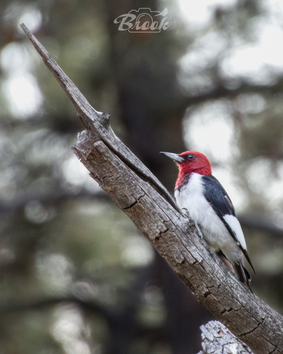 Red-headed Woodpecker - ML620975582
