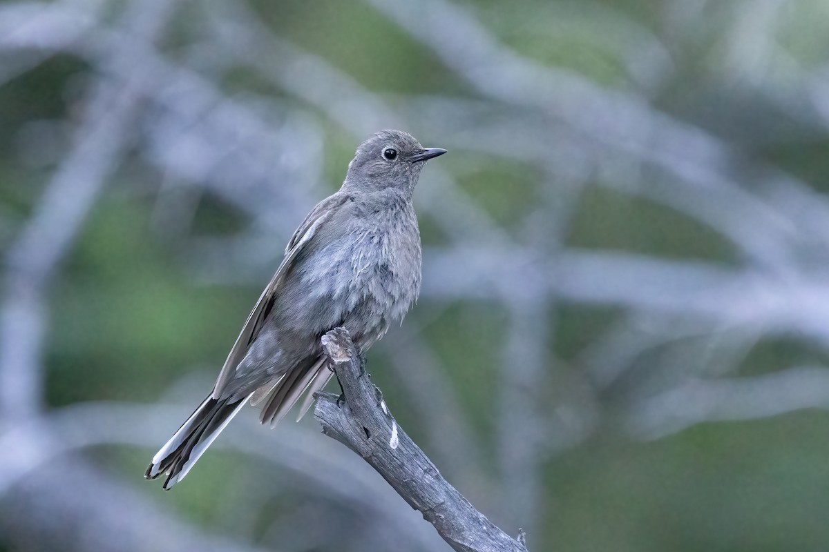 Townsend's Solitaire - ML620975588