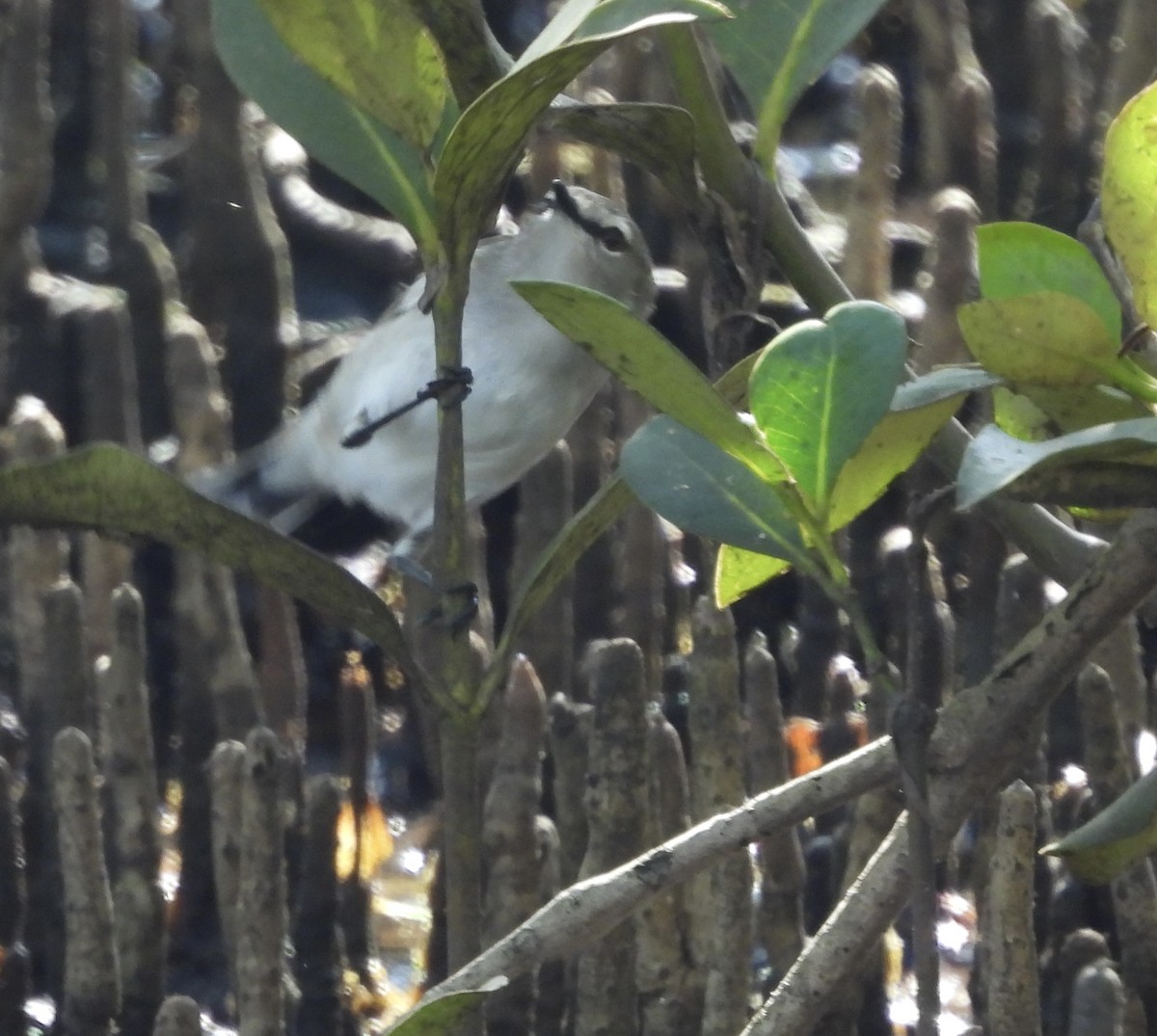 Gérygone des mangroves - ML620975590