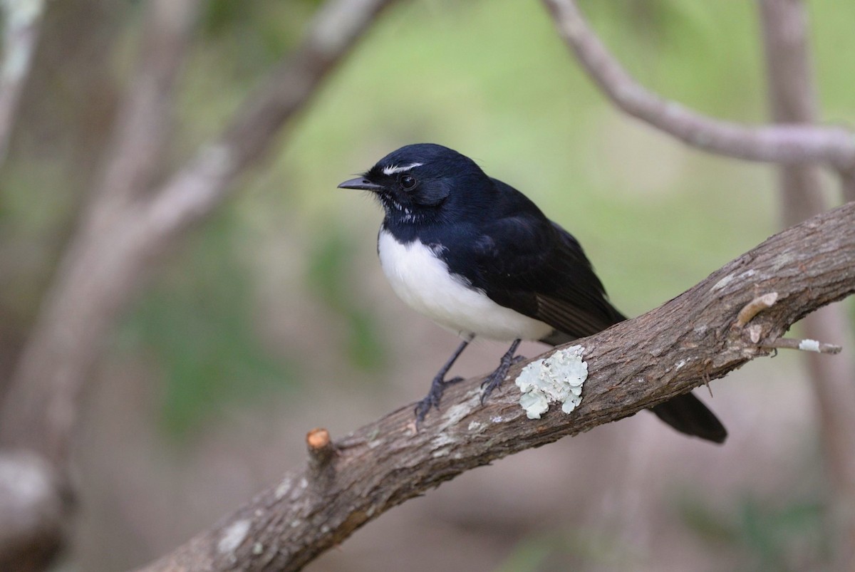 Willie-wagtail - ML620975607