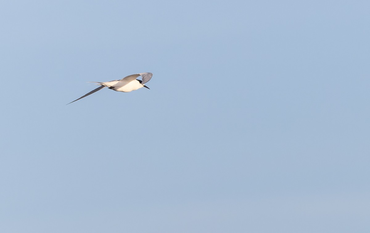 White-fronted Tern - ML620975614