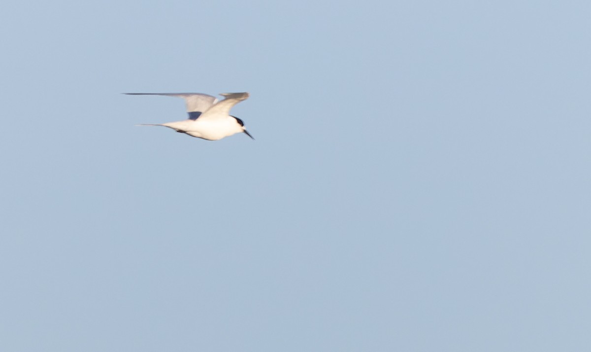 White-fronted Tern - ML620975615