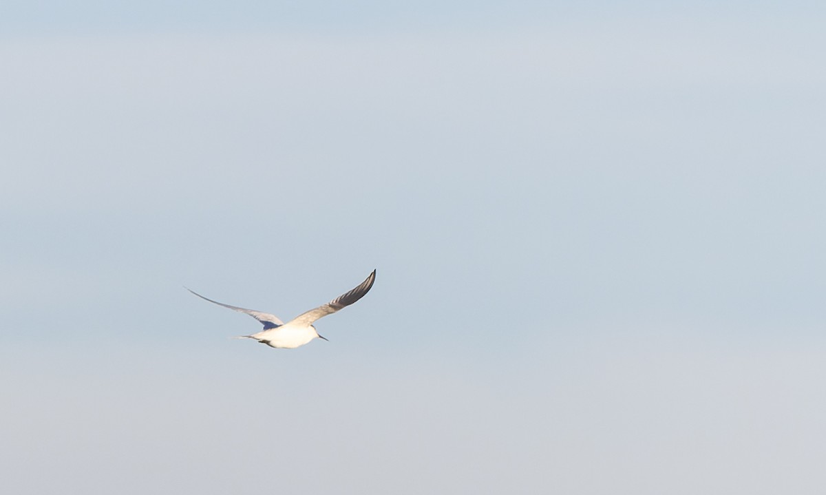 White-fronted Tern - ML620975616