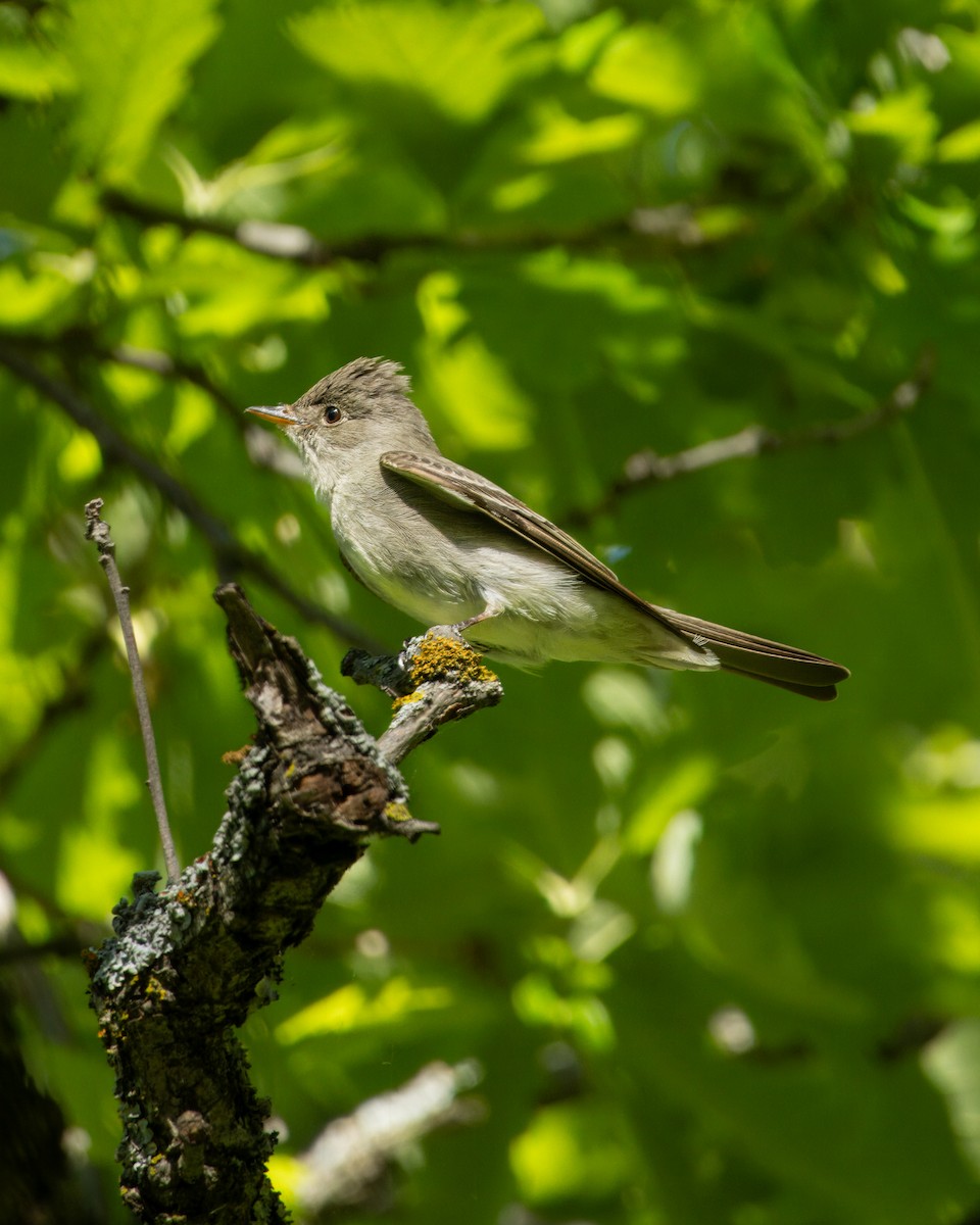 Western Wood-Pewee - ML620975617
