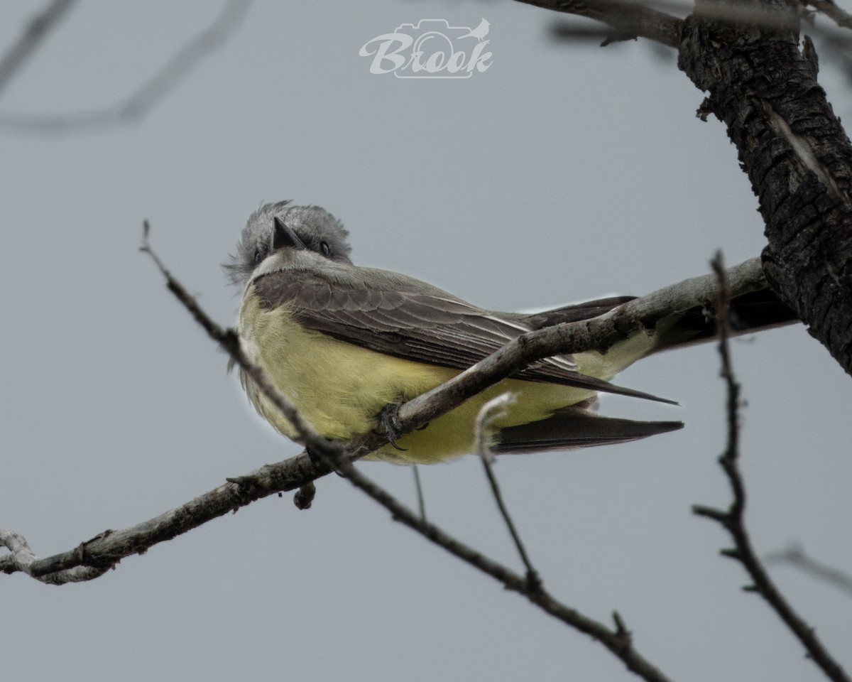 Western Kingbird - ML620975620