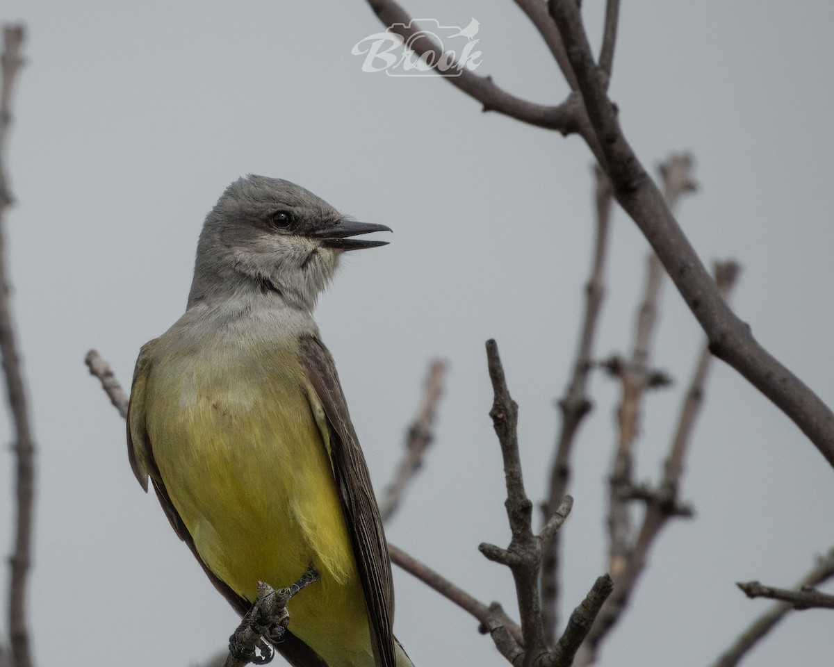 Western Kingbird - ML620975625