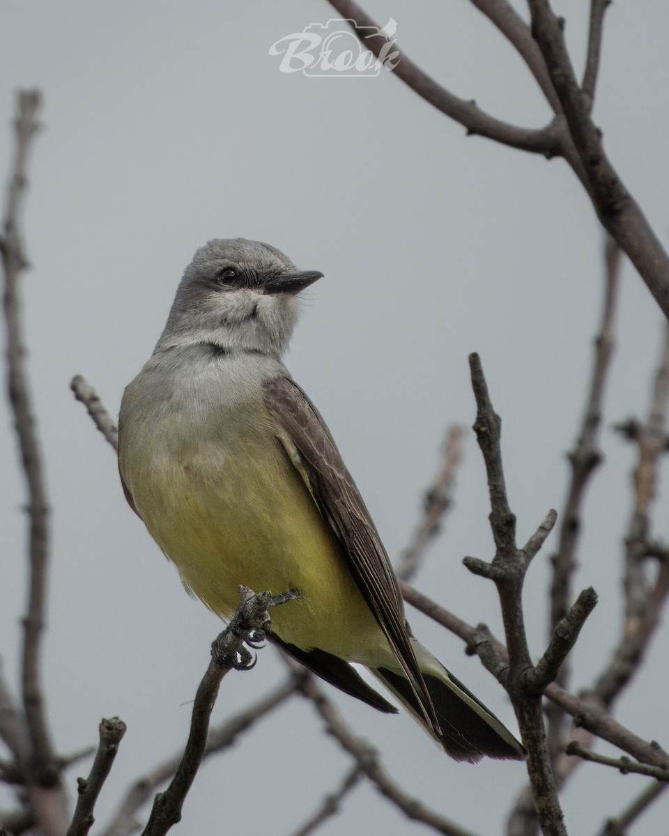 Western Kingbird - ML620975626