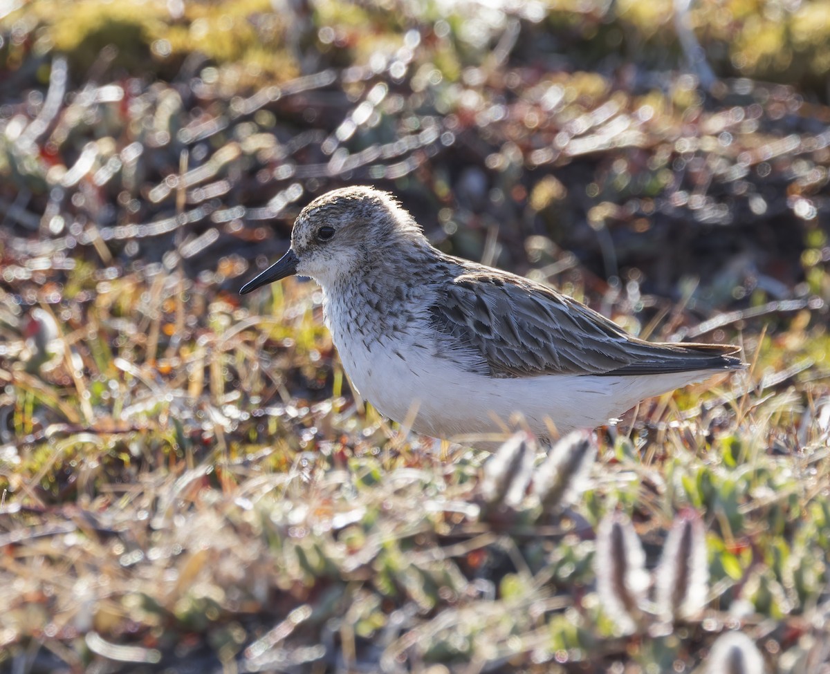 Semipalmated Sandpiper - ML620975638