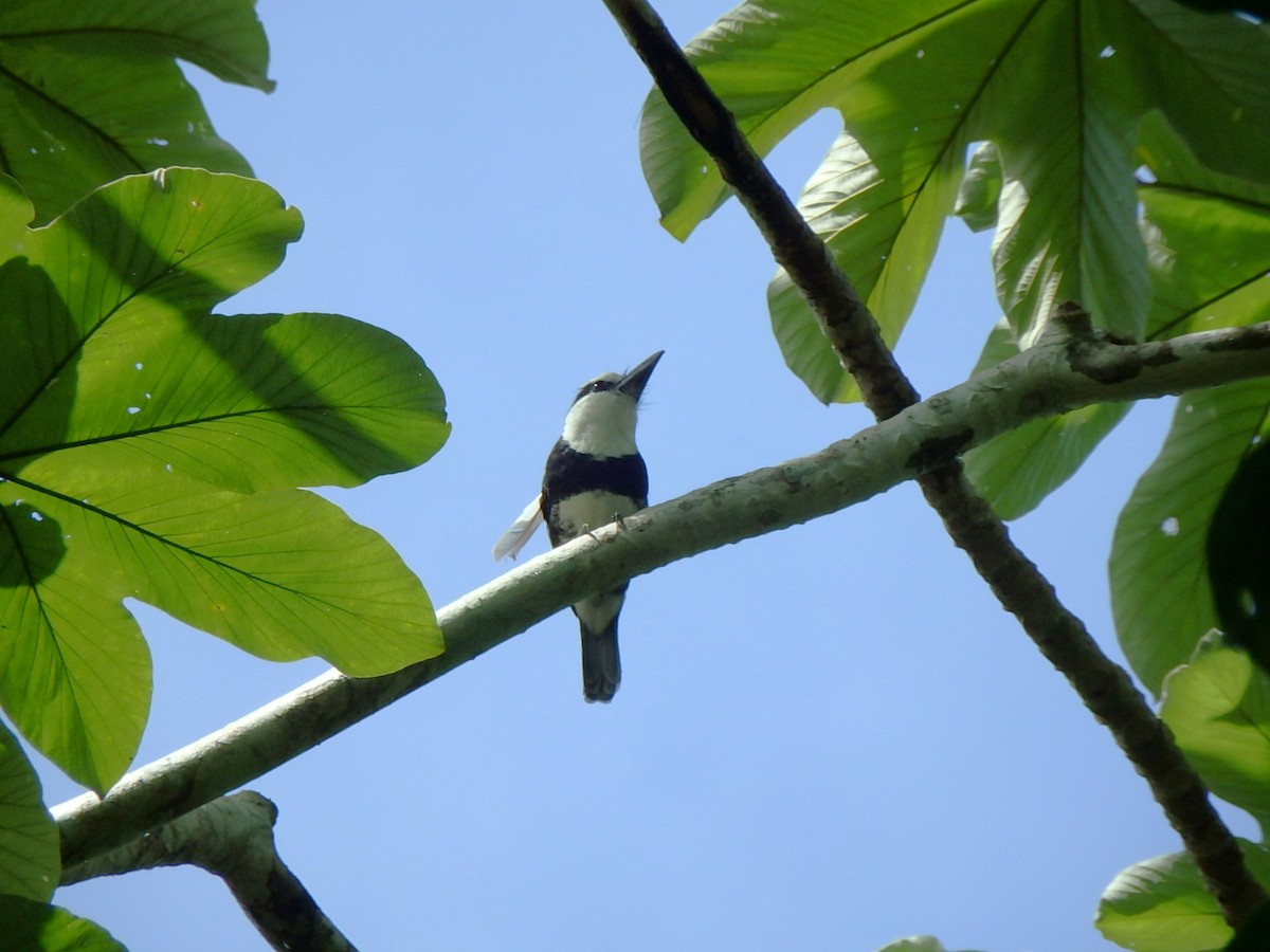 Weißnacken-Faulvogel - ML620975648