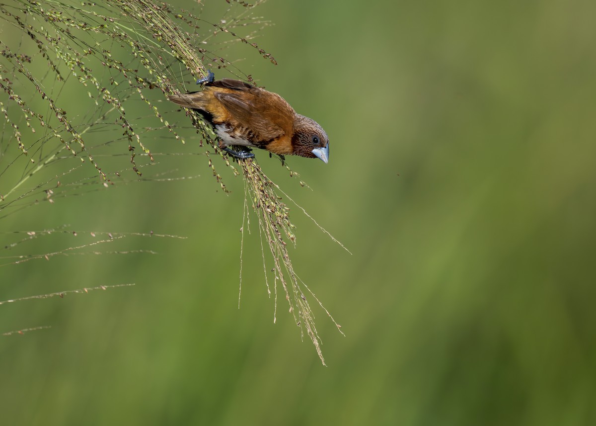 Chestnut-breasted Munia - ML620975656