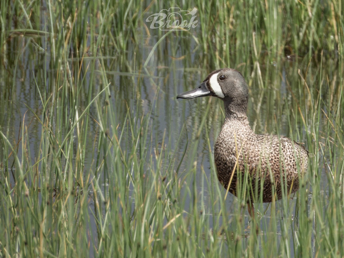 Blue-winged Teal - ML620975658