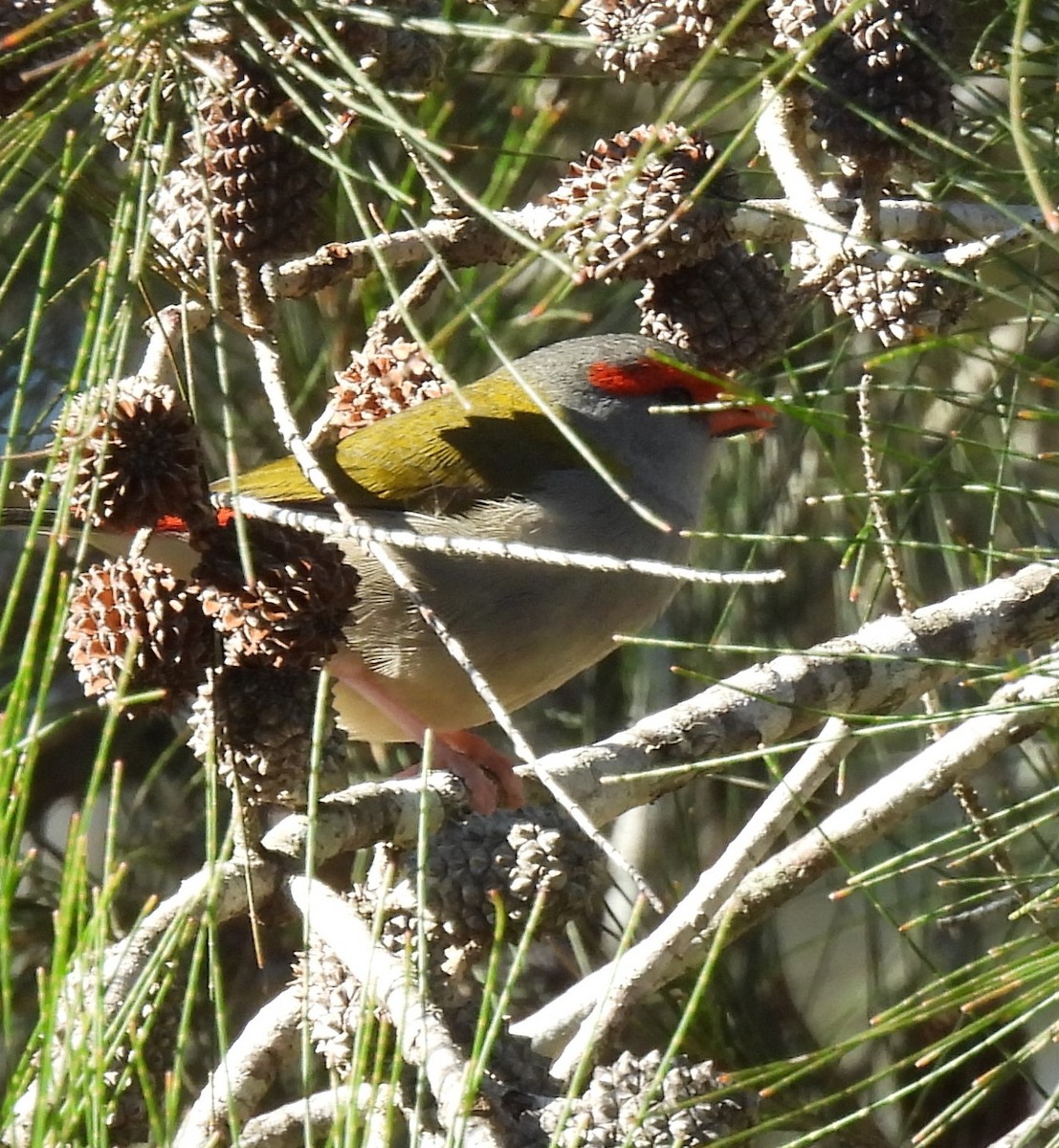 Red-browed Firetail - ML620975660