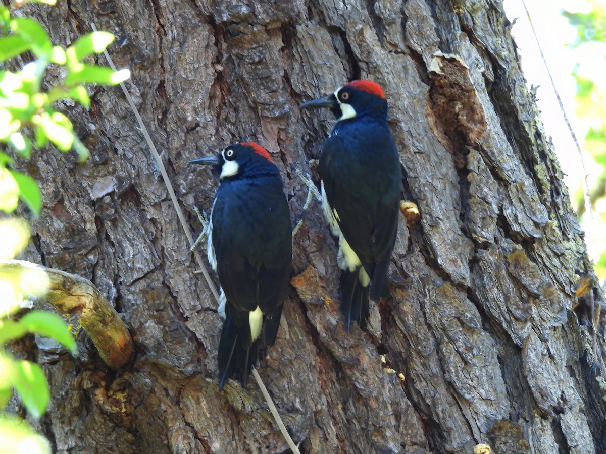 Acorn Woodpecker - ML620975663