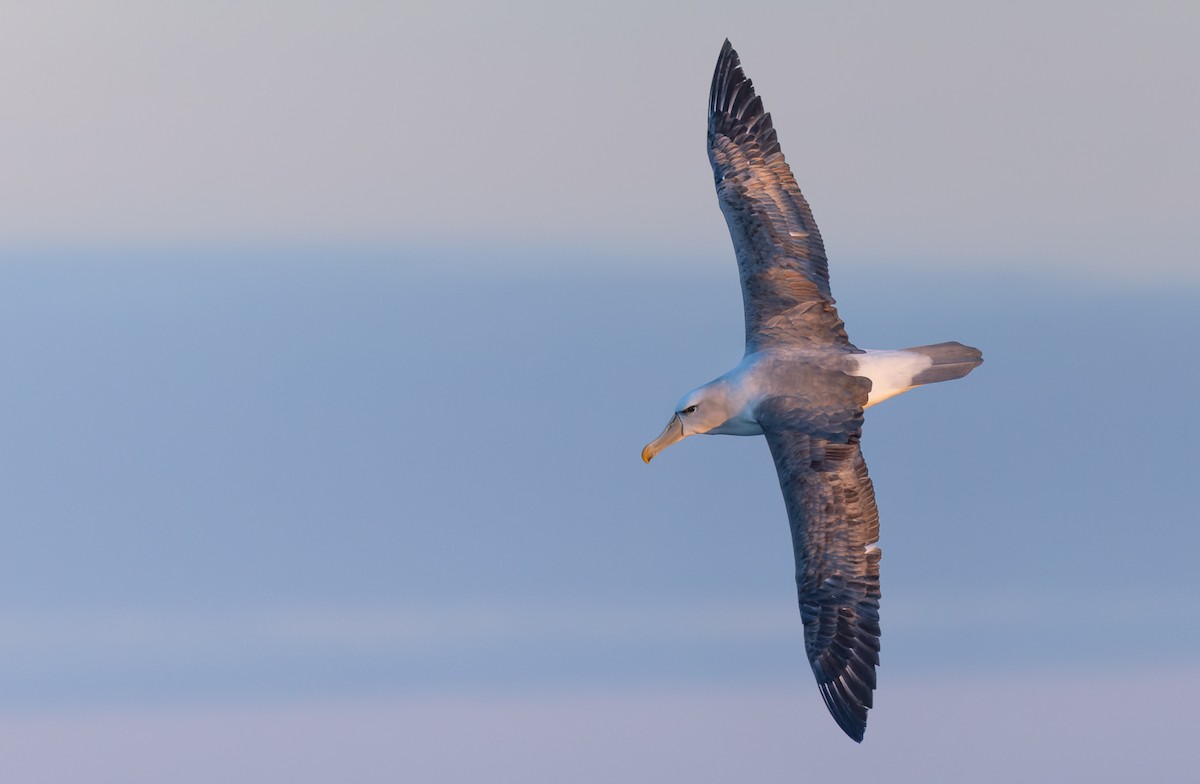Albatros à cape blanche - ML620975666