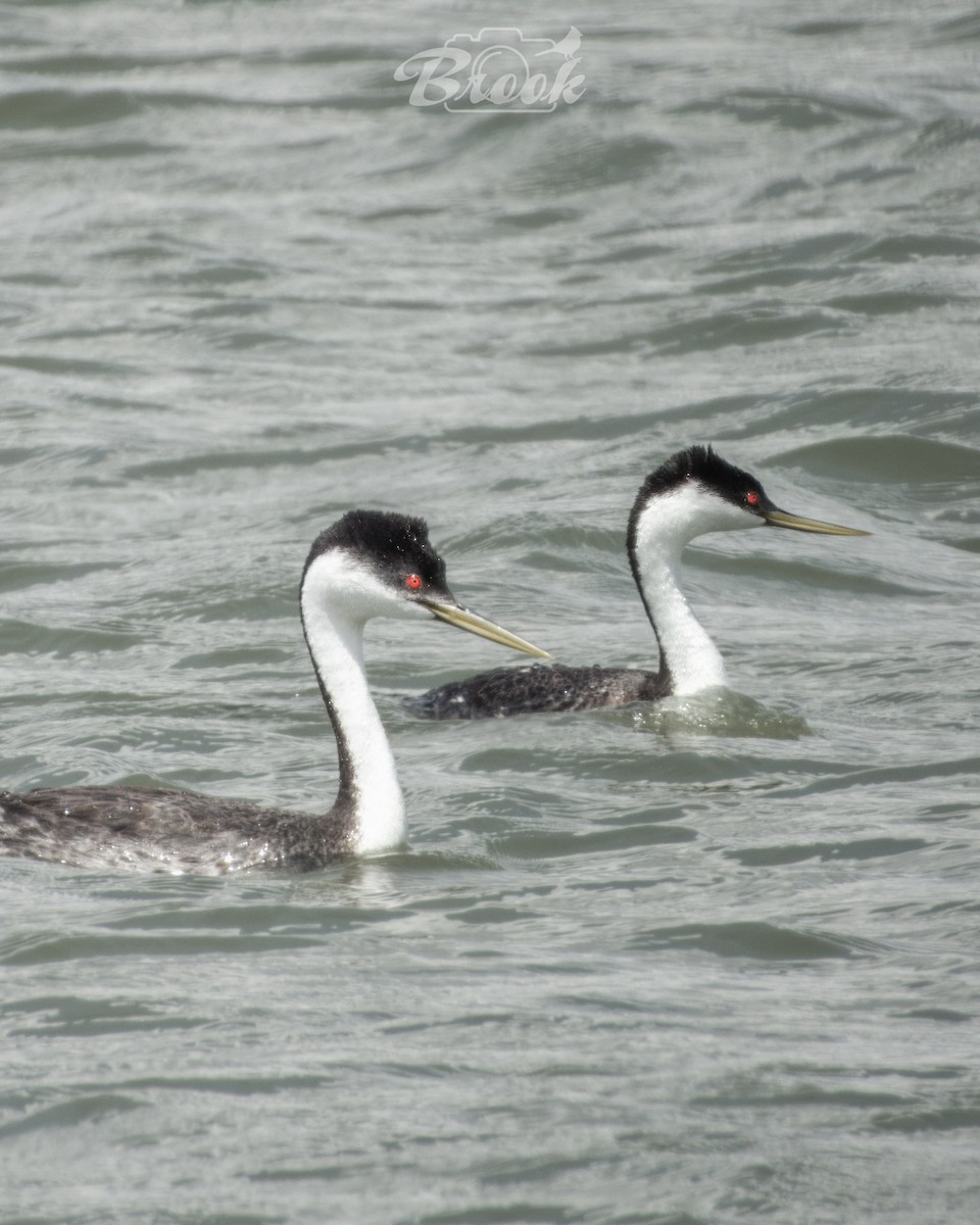 Western Grebe - ML620975668