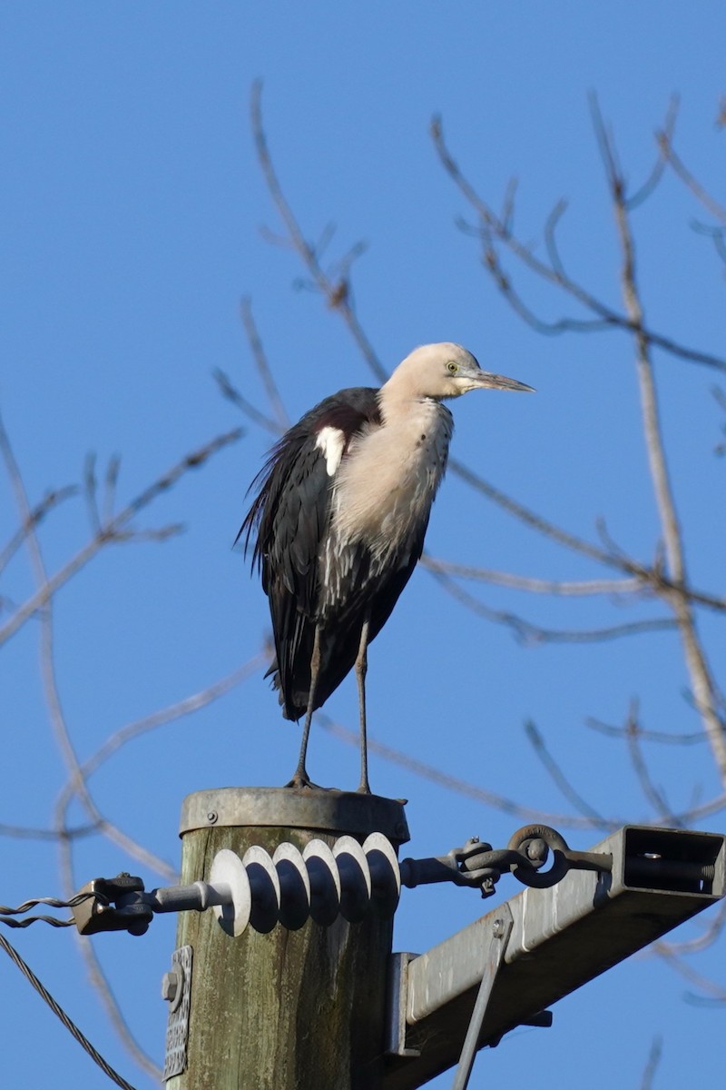 Pacific Heron - ML620975672