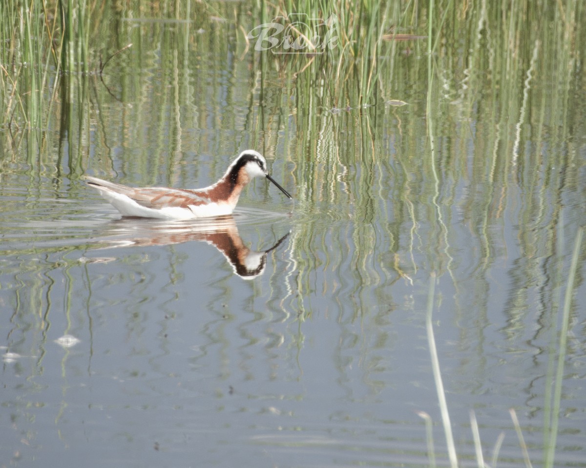 hvithalesvømmesnipe - ML620975676