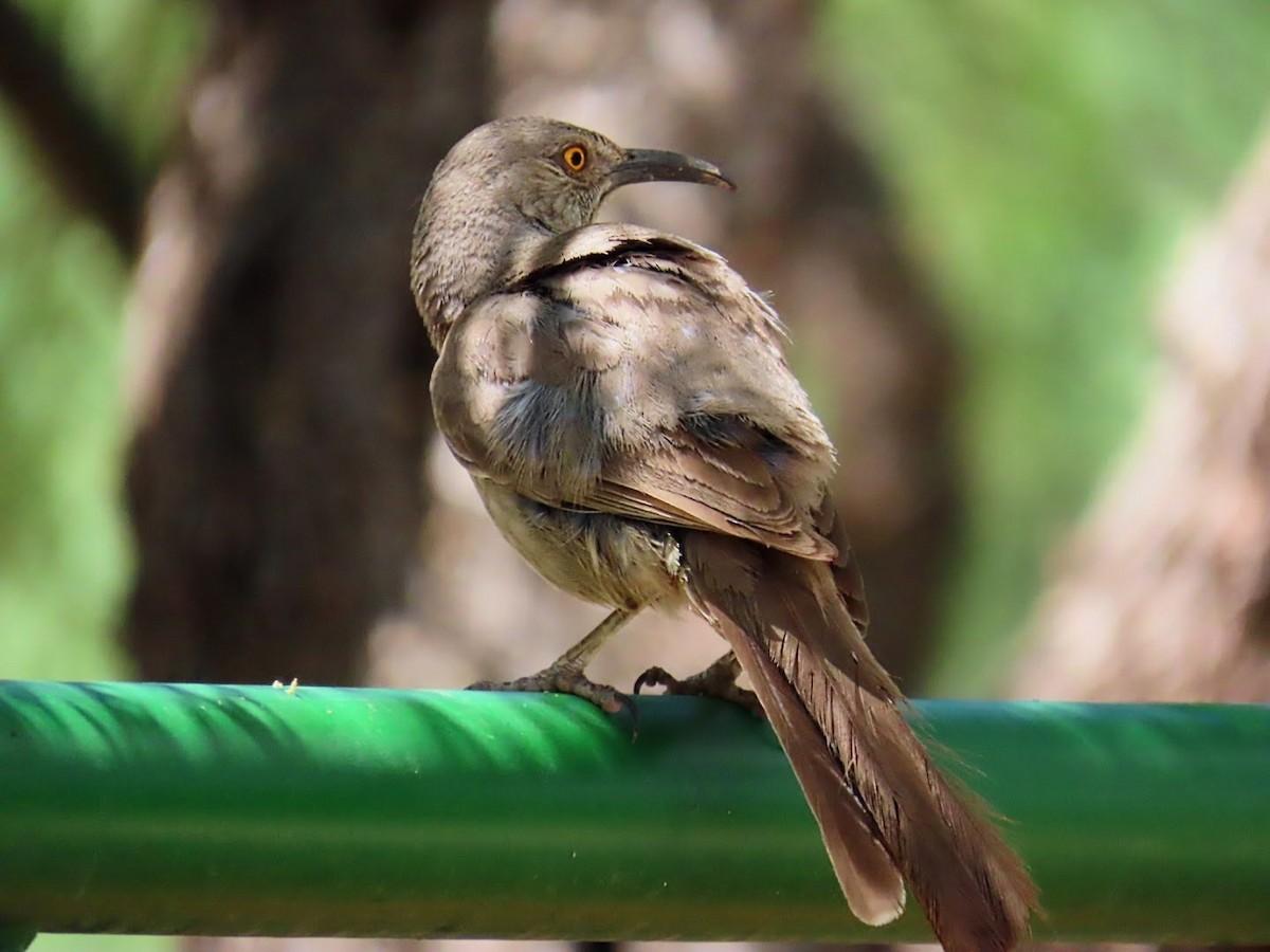 Curve-billed Thrasher - ML620975678