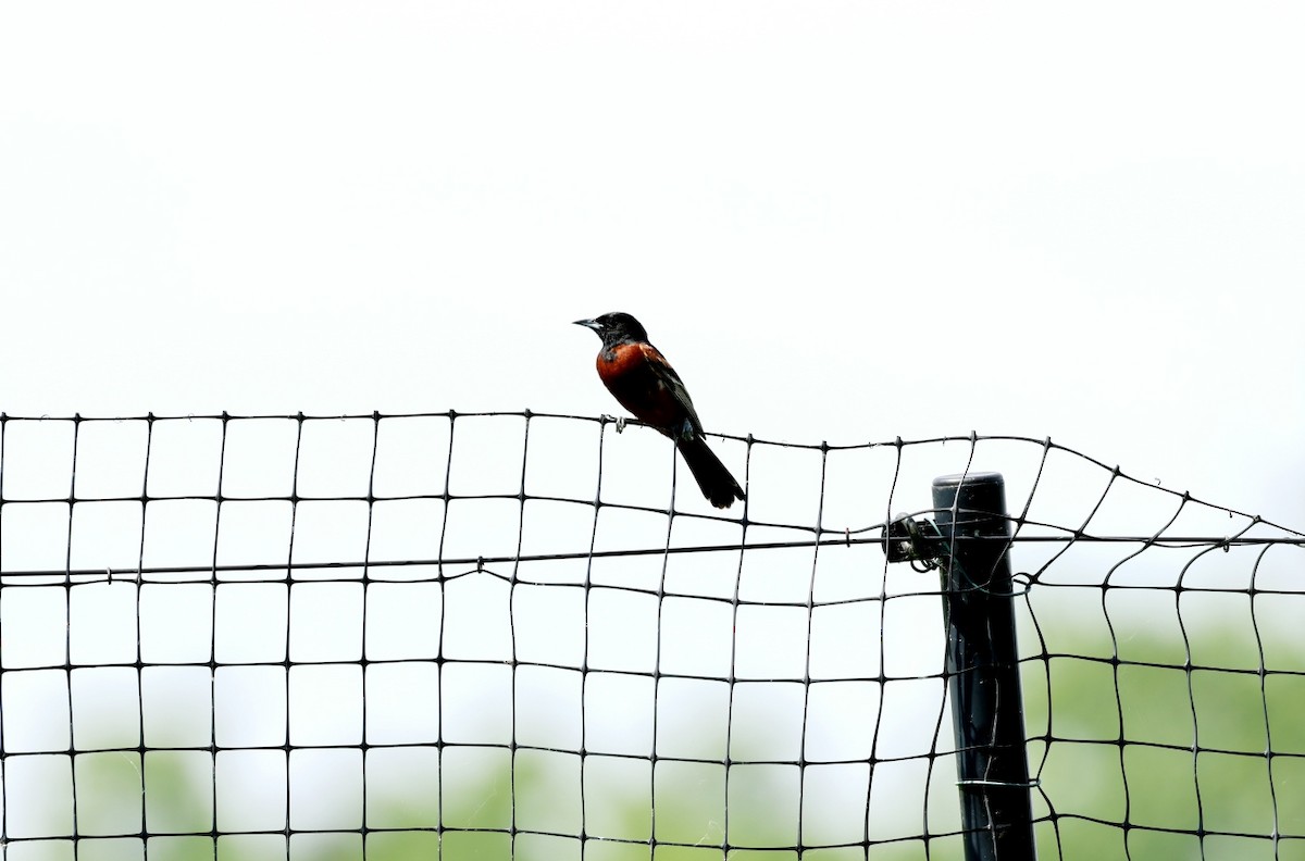 Orchard Oriole - ML620975682