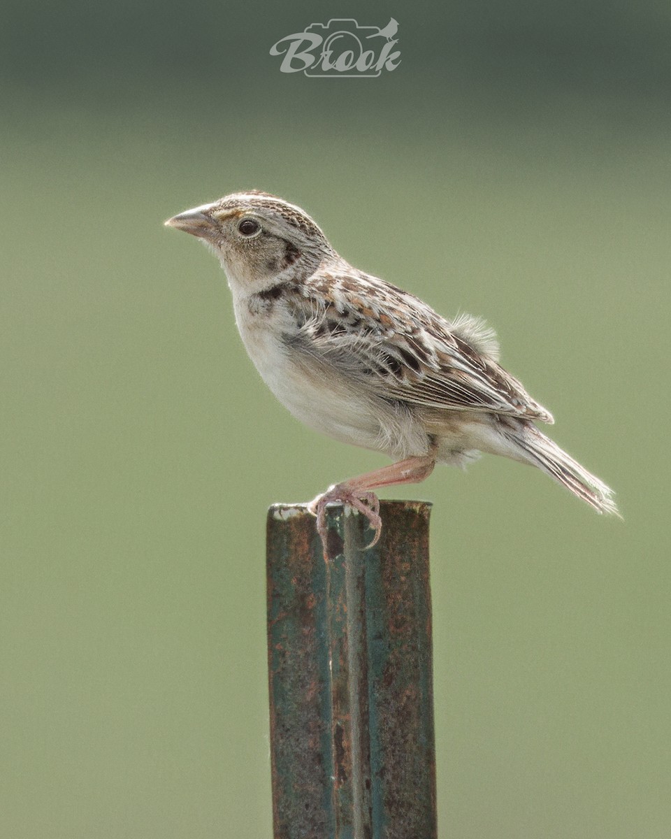 Grasshopper Sparrow - ML620975689