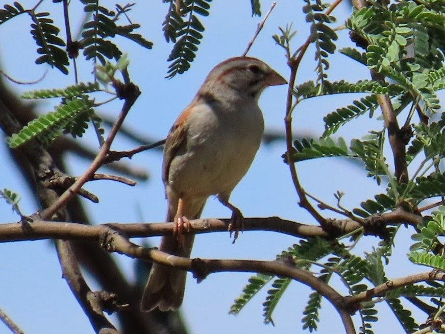 Rufous-winged Sparrow - ML620975691