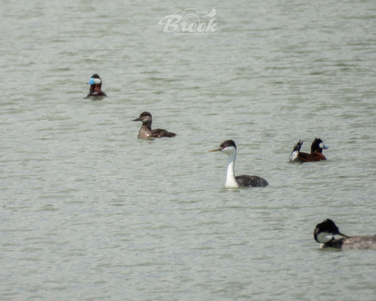 Ruddy Duck - ML620975697