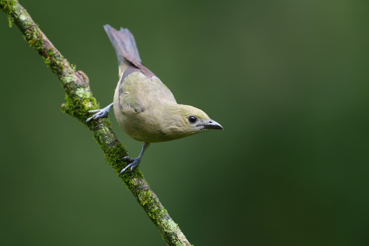 Palm Tanager - ML620975701