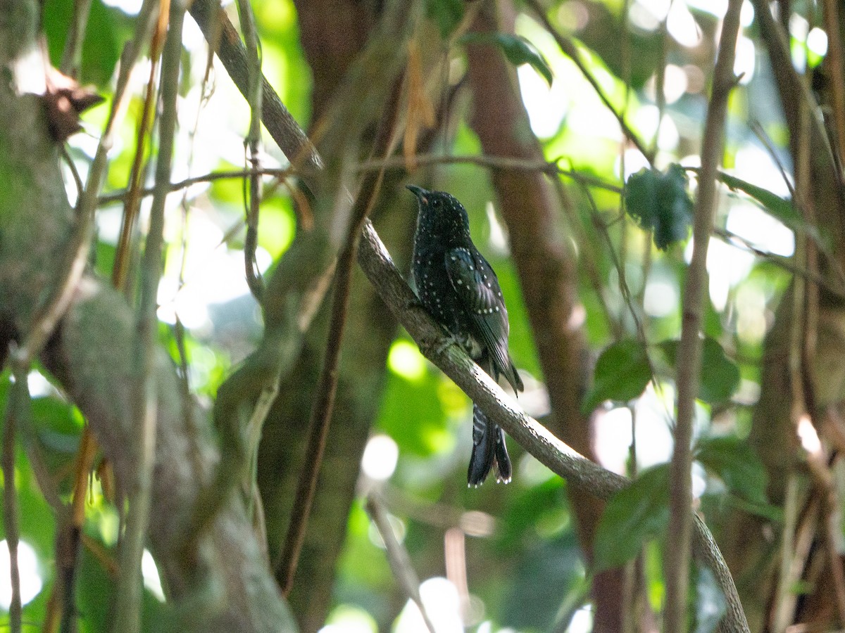 Square-tailed Drongo-Cuckoo - ML620975715
