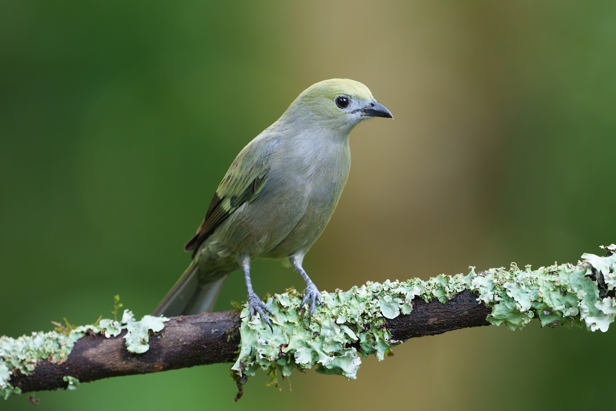 Palm Tanager - ML620975721