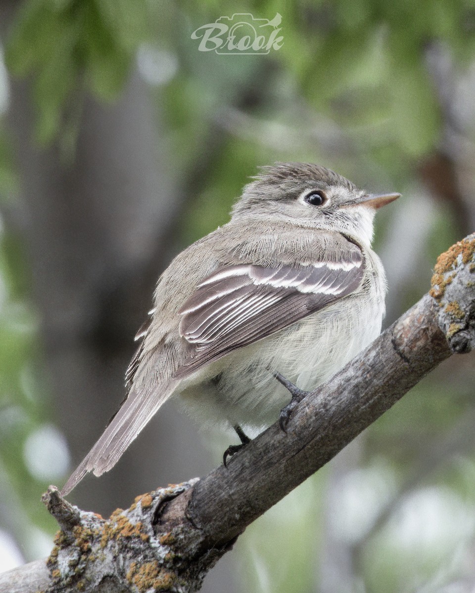 Least Flycatcher - ML620975736