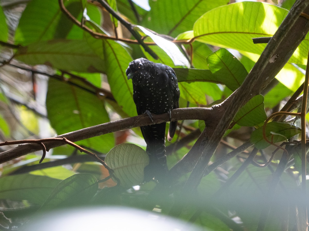 Square-tailed Drongo-Cuckoo - ML620975737