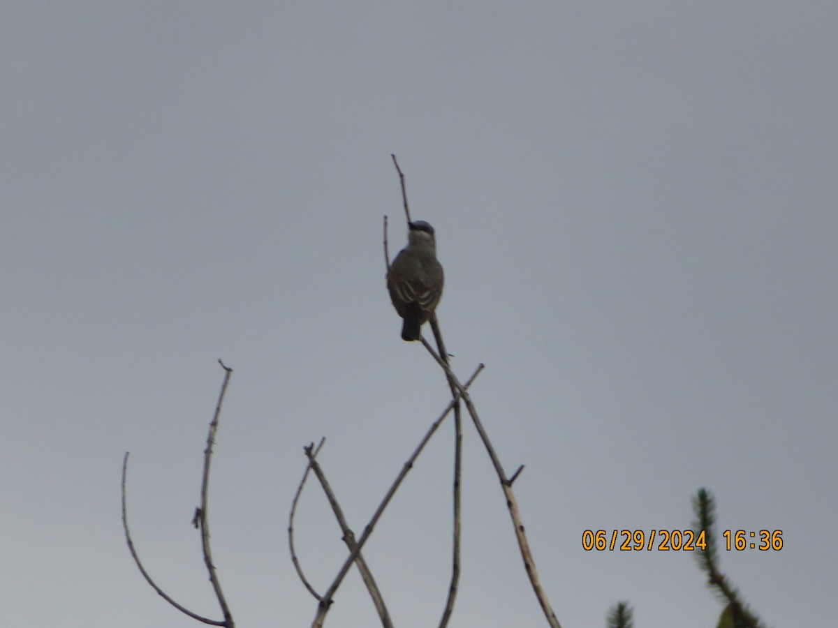 Western Kingbird - ML620975740