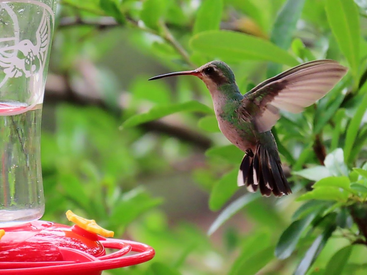 Broad-billed Hummingbird - ML620975743