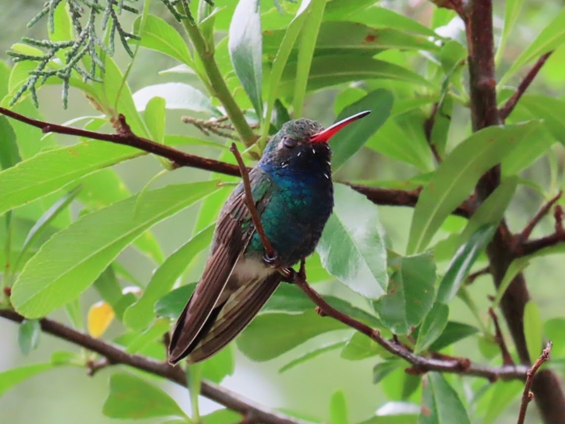 Colibrí Piquiancho Común - ML620975744