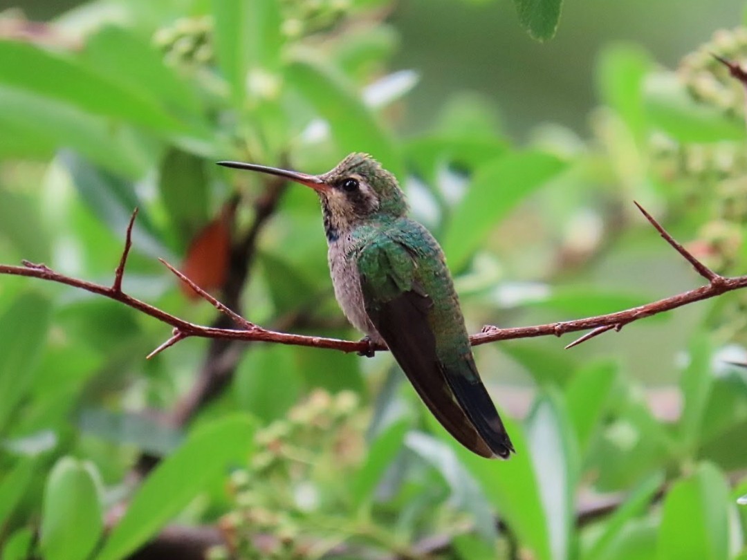 kolibřík širokozobý - ML620975745