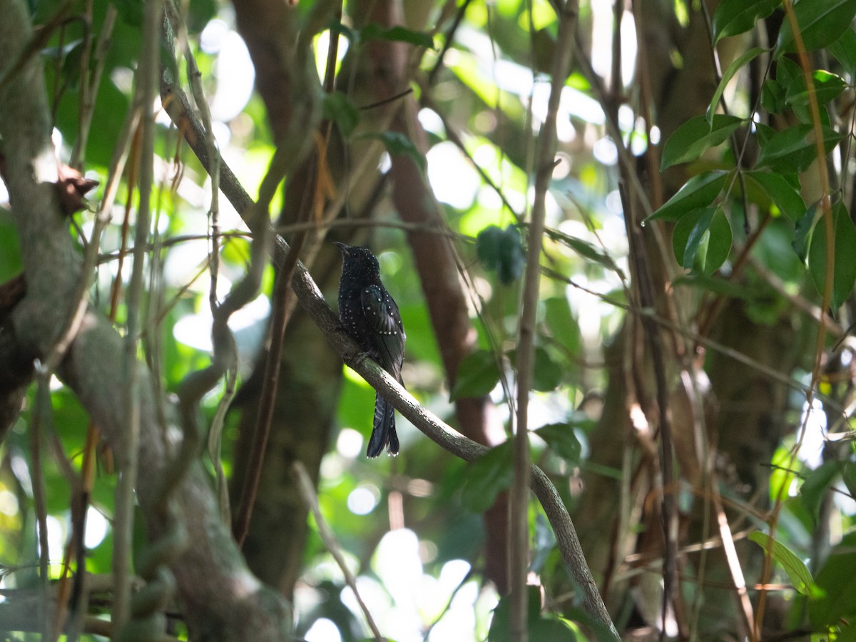 Square-tailed Drongo-Cuckoo - ML620975751