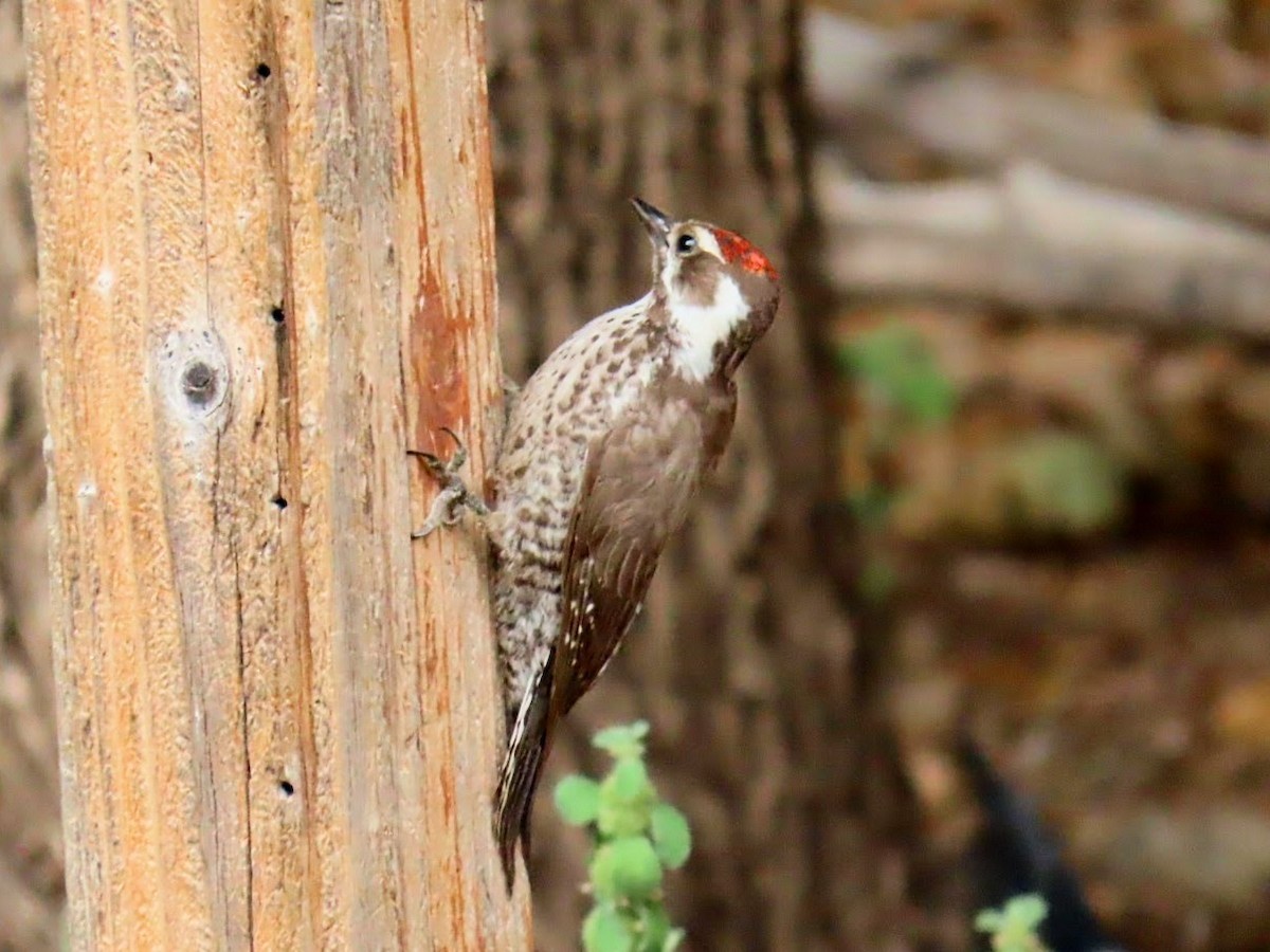 Arizona Woodpecker - Daxton Bryce