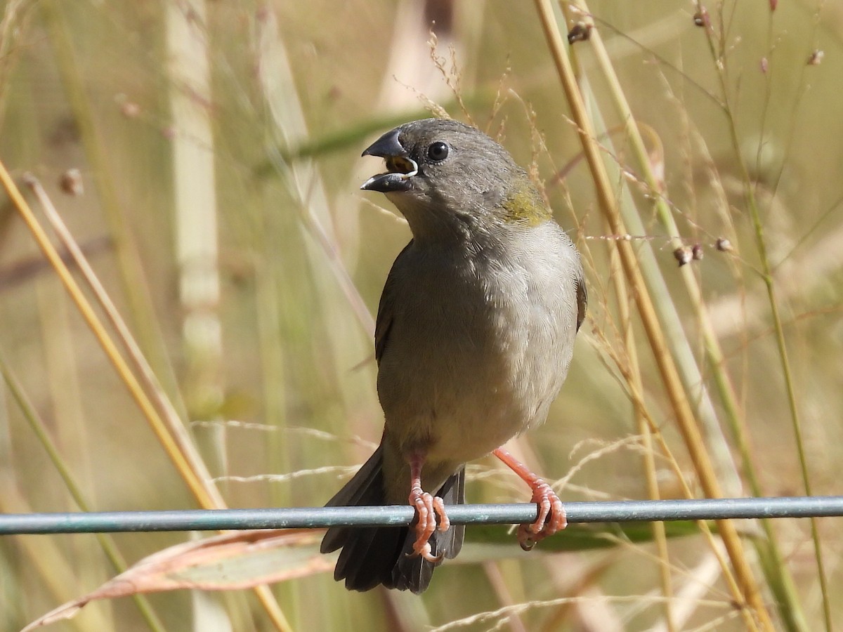 Red-browed Firetail - ML620975755