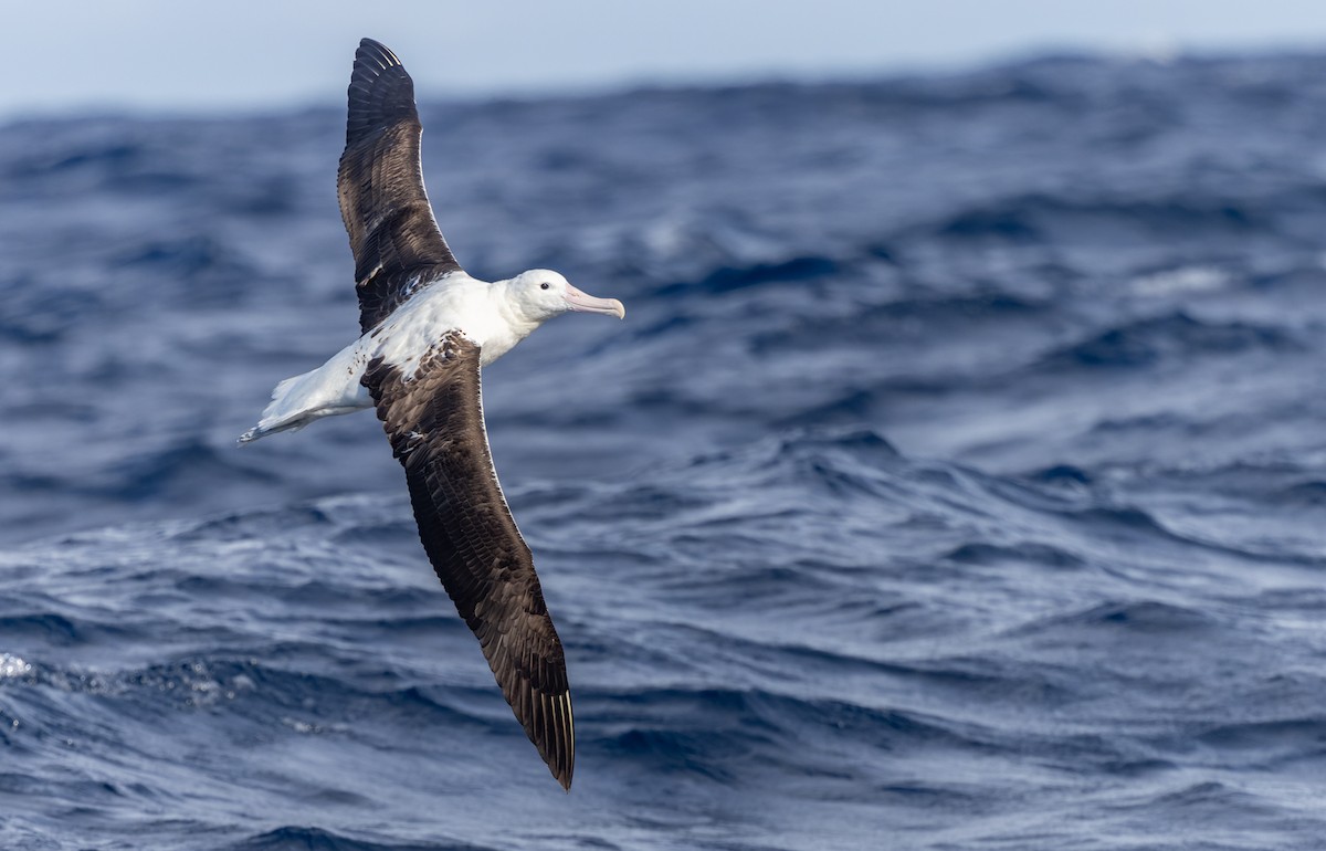 Southern Royal Albatross - Geoff Dennis