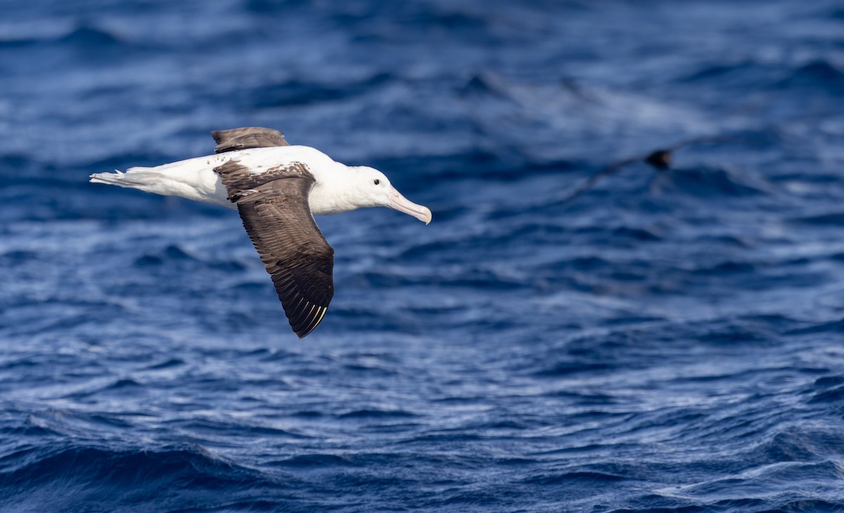 albatros královský - ML620975766