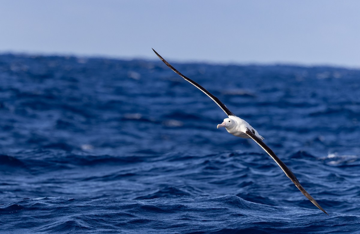 albatros královský - ML620975767