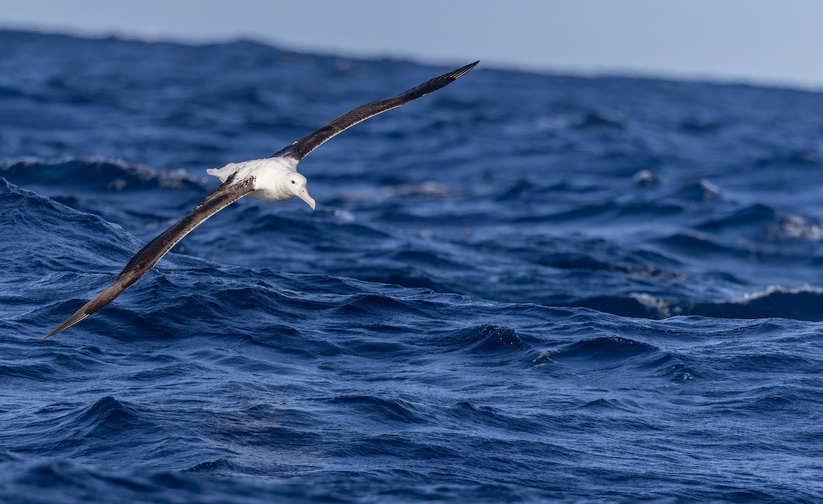 albatros královský - ML620975768