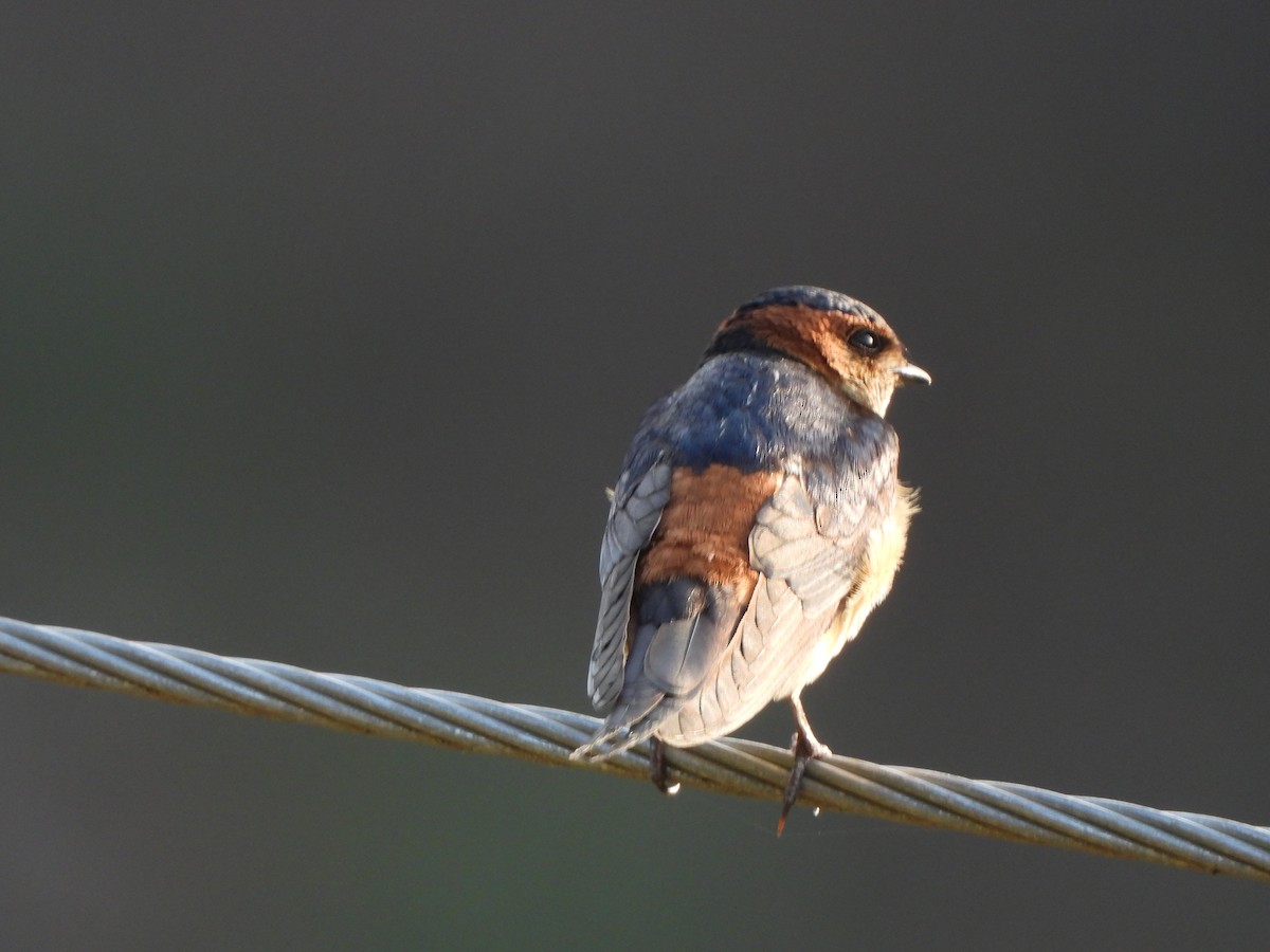Red-rumped Swallow - ML620975782