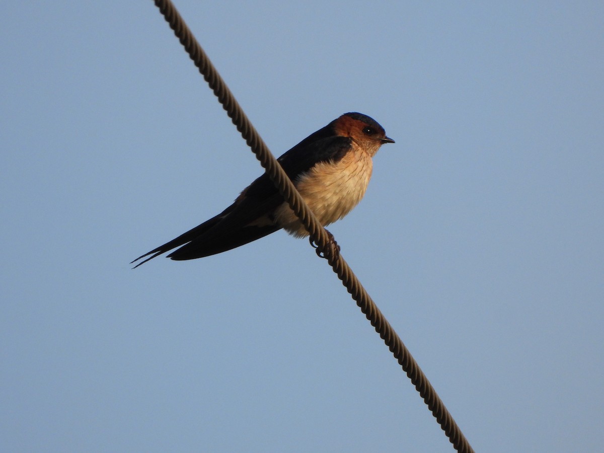 Red-rumped Swallow - ML620975783