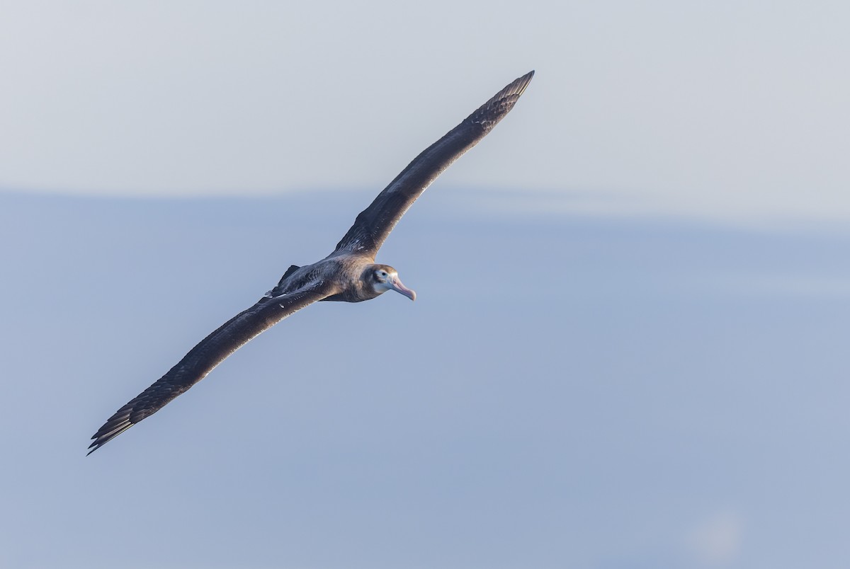 Albatros des Antipodes (antipodensis) - ML620975799