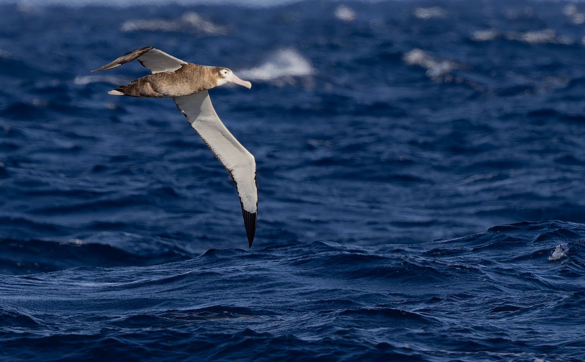 Antipodean Albatross (antipodensis) - ML620975800