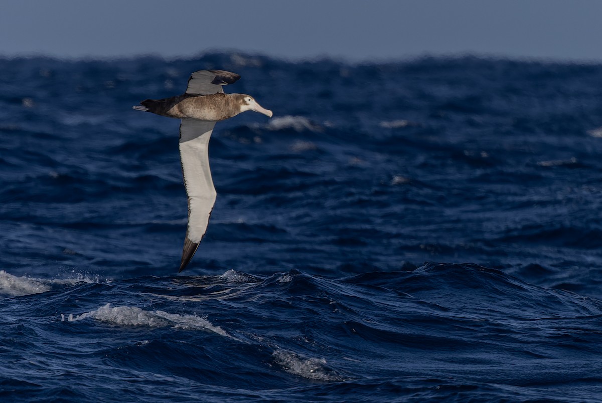 Antipodean Albatross (New Zealand) - ML620975801
