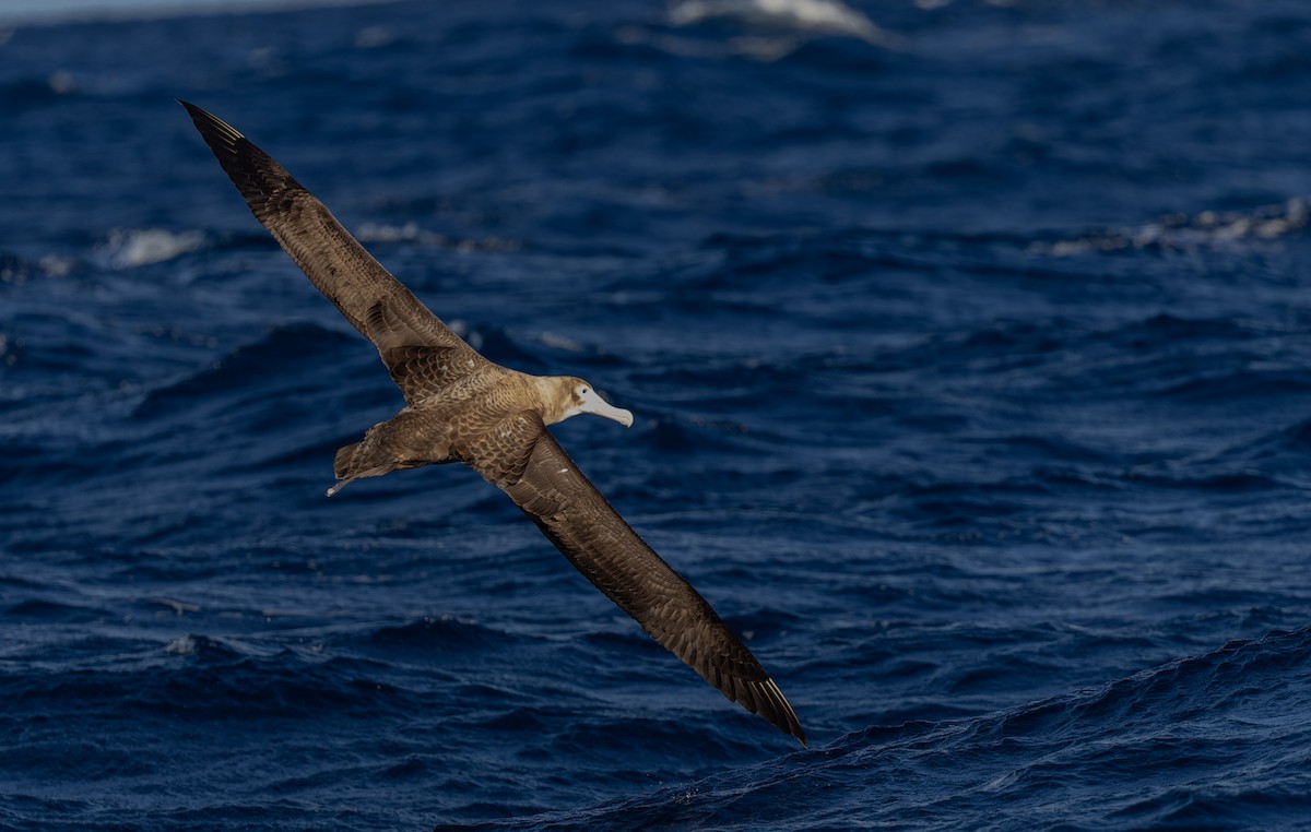 Albatros des Antipodes (antipodensis) - ML620975802
